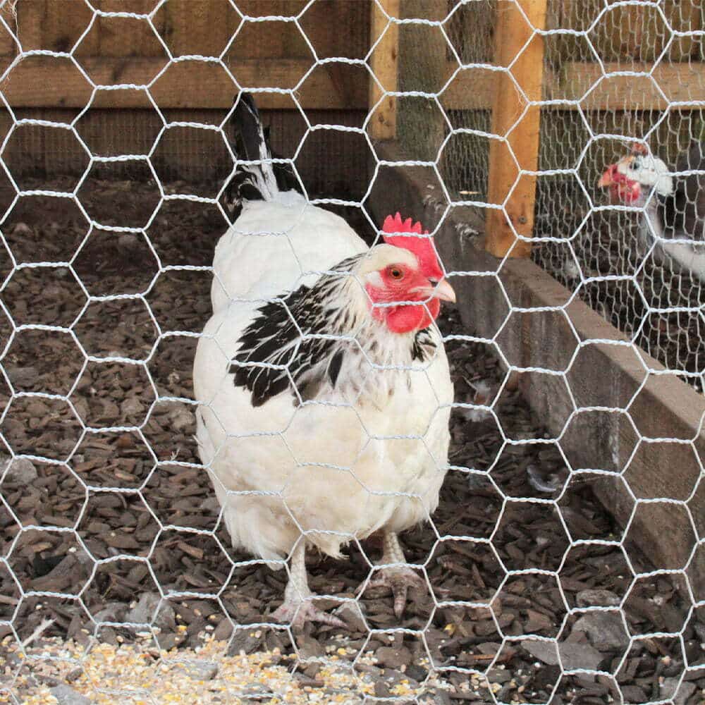 Hexagonal GI chicken wire mesh roll in stock at Hubli